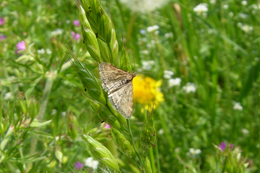 Geometridae s, no, forse.....